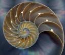 nautilus2.jpg
